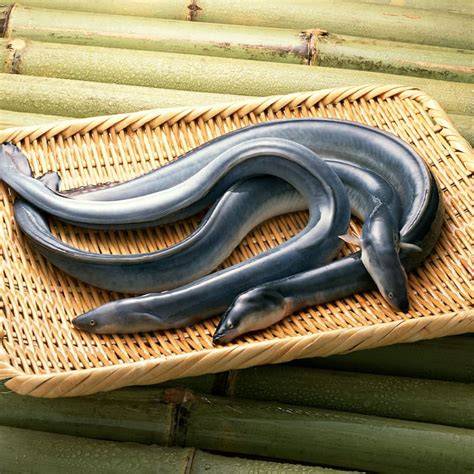 CÁ CHÌNH SUỐI (P) (Phần)